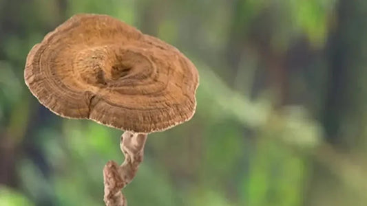 Unleash the Power of Tiger Milk Mushroom with Tru-Quinoa: Your Path to Holistic Wellness