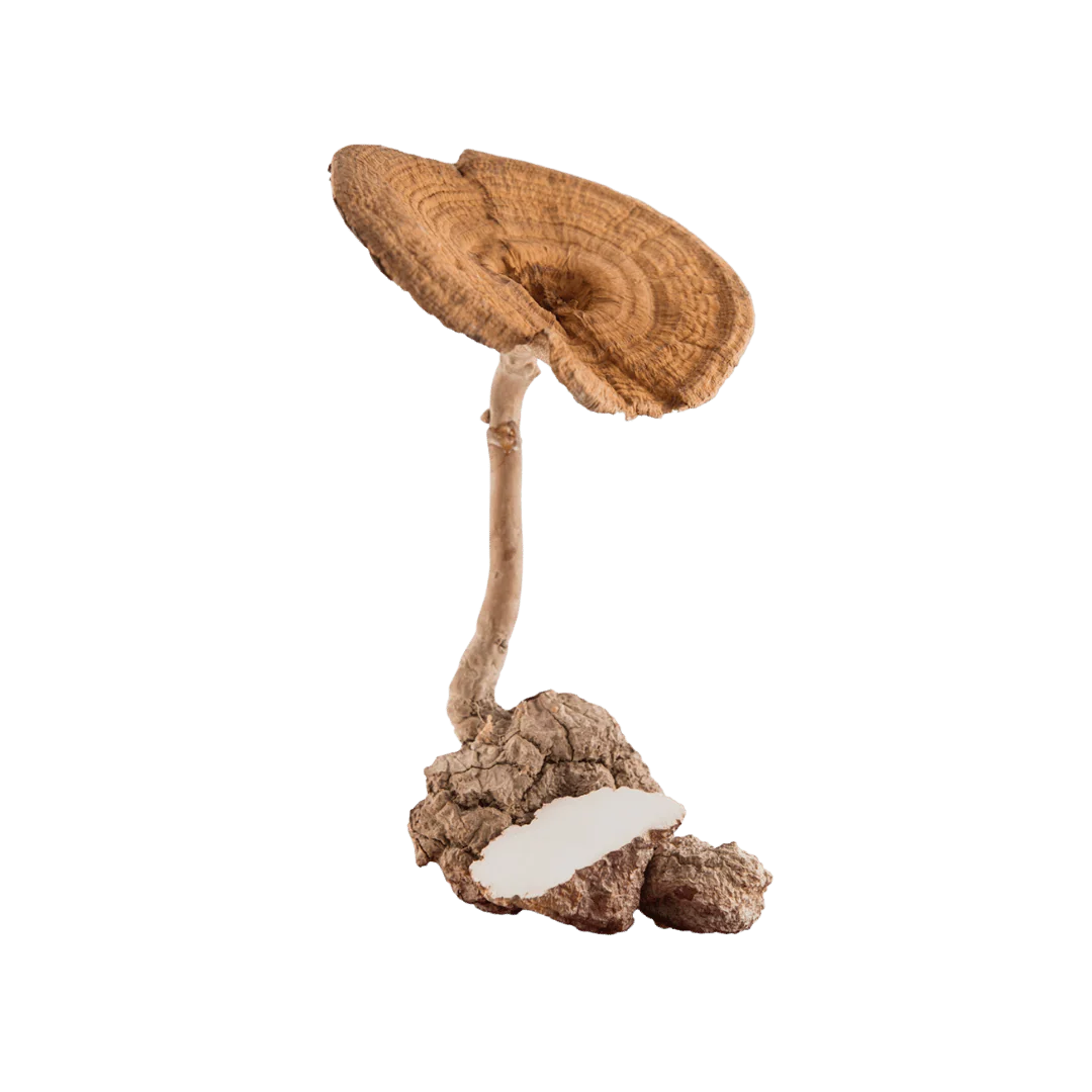 SGPC_MCT_Nutrition_Blend_Ingredient_Tiger_Milk_Mushroom_01